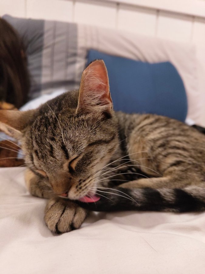a close-up of Millie grooming her paw