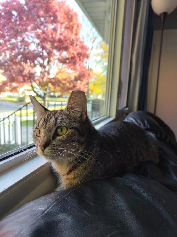 Millie next to a window